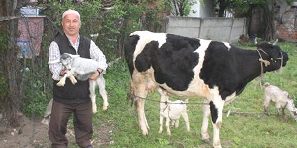 İnek, oğlaklara annelik yapıyor