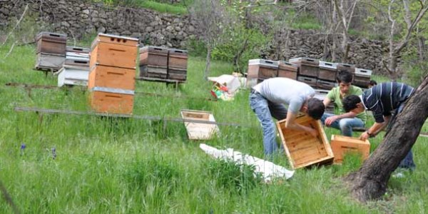 Arı ırkı için 'bal ormanı' kuruluyor