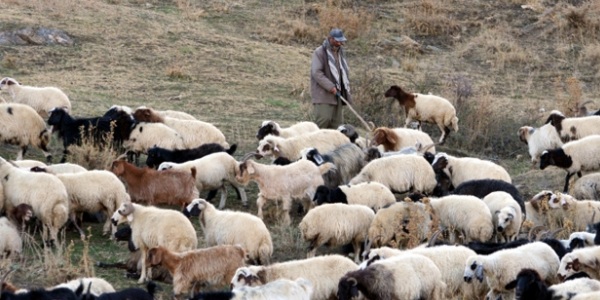 Çözüm süreci besicileri umutlandırdı