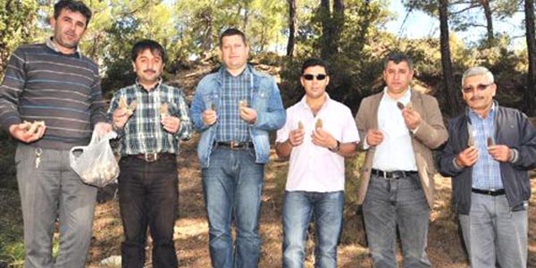 Kuzugöbeği mantarı gelir kaynağı oldu
