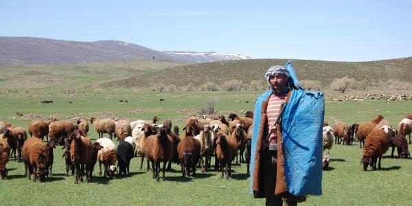 İşkur'dan çoban istediler