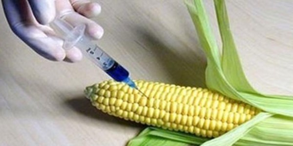 Gıda Bakanlığı'ndan GDO açıklaması