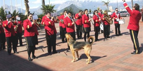 Sokak köpeğinin bando aşkı