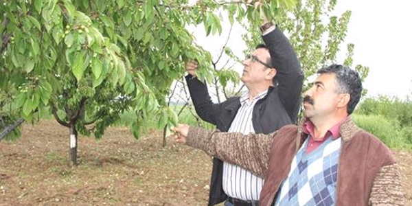 Hava sıcaklığındaki ani değişim çiftçileri endişelendiriyor
