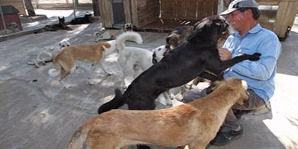 Sahipsiz köpeklerin 'sahibi' oldular