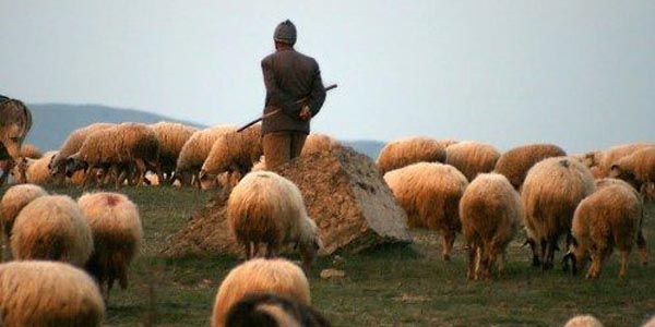 Yakalanmamak için 'çoban' olmuş