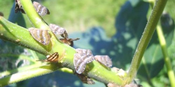 Yaş çayda 'Ricania Simulans' tehlikesi
