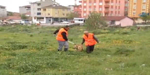 İstanbul'da köpek operasyonu