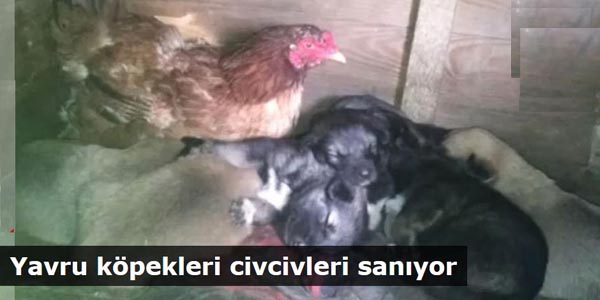 Yavru köpekleri civcivleri sanıyor