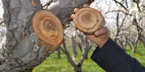 Ağaç dalındaki ay yıldız görenleri şaşırtıyor