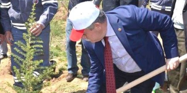 Gördes tepelerine 250 bin fidan