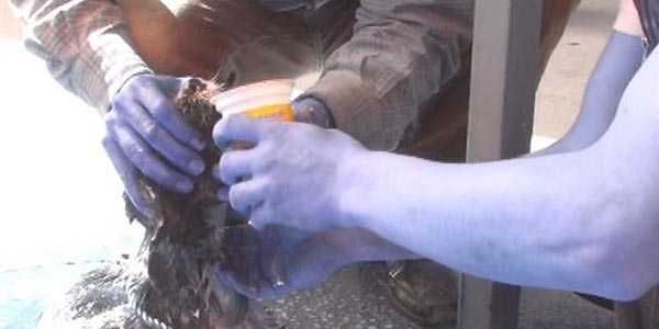 Yangında dumandan bayılan köpeğe ayran içirdiler
