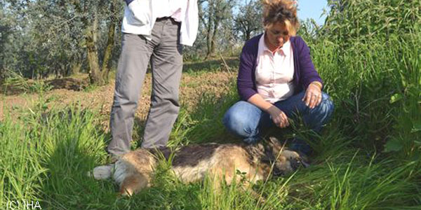 Yalova'da 60 kpek zehirlenerek ldrld