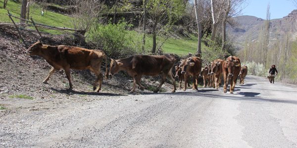 Erzurum'da yarı açık cezaevi gibi köy