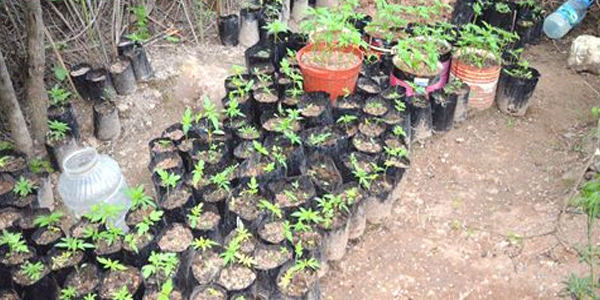 2 bin 300 kök kenevir ele geçirildi