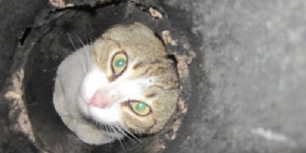 Parlayan gözleriyle itfaiyeye yardım etti