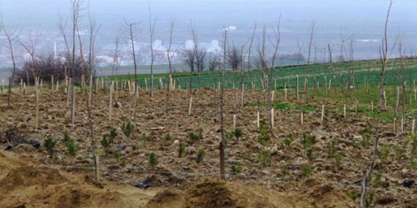 Yavuz Sultan Selim'in adına hatıra ormanı kuruldu
