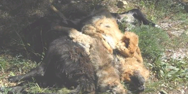 Mudanya'da sokak köpekleri zehirlenerek öldürüldü