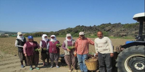 Kula'da tütün dikimine başlandı