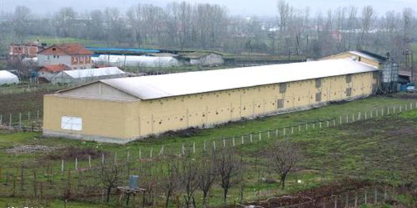 Ruhsatsız hayvan çiftliklerine 5 ay süre