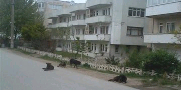 Karasu'da köpek istilası