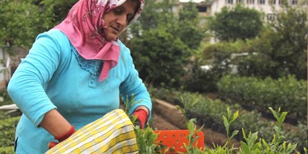Çay taban fiyatı üreticiyi memnun etmedi