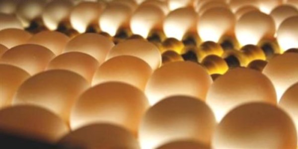 Okul sütünden sonra şimdi de yumurta dağıtılacak