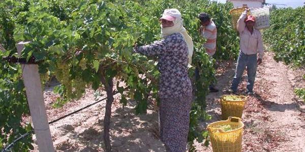 Hastalıktan arındırılmış asma üretildi