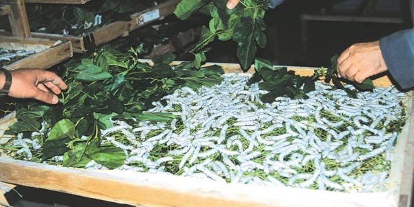 Bursa ipeği canlanıyor