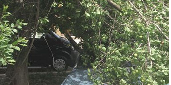 Kaynarca'da rüzgara dayanamayan ağaçlar devrildi