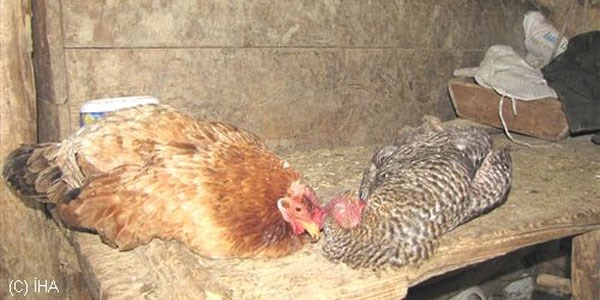 İskilip'teki tavuk ölümleri korkutuyor