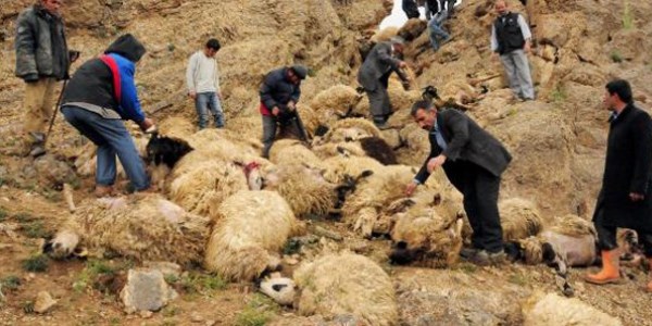Şimşekten korkan 100 koyun uçuruma atladı