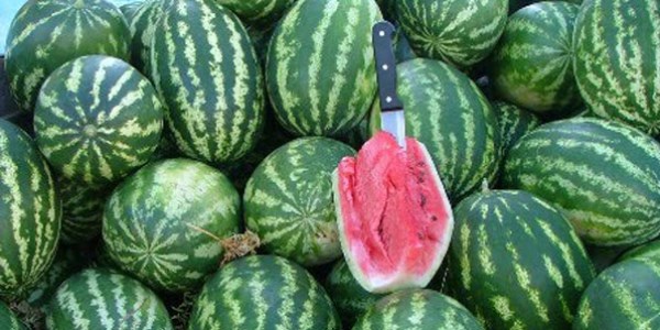 Karpuzun fiyatı düştü, satışı arttı