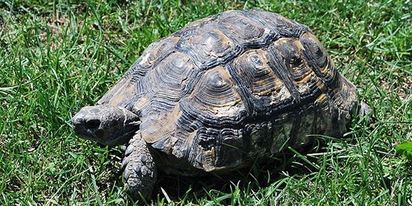 Kaplumbağaların kabuklarının sırrı çözüldü