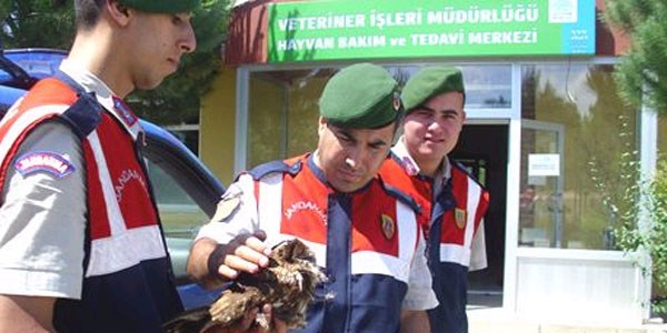 Jandarmanın bulduğu yaralı baykuşa belediye şefkati