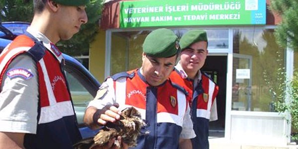 Jandarmann bulduu yaral baykua belediye efkati