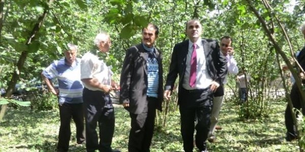 Düzce'de dolu yağışı fındık alanlarına zarar verdi