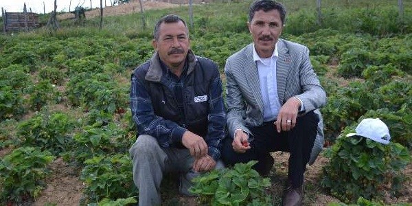 Beğendiğin çileği tarladan kendin topla