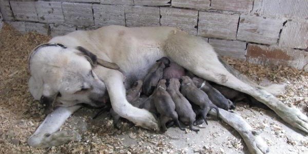 Kangal köpeği, 20 yavru doğurdu