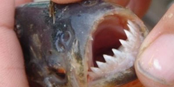 İznik gölü'nden pirana çıktı