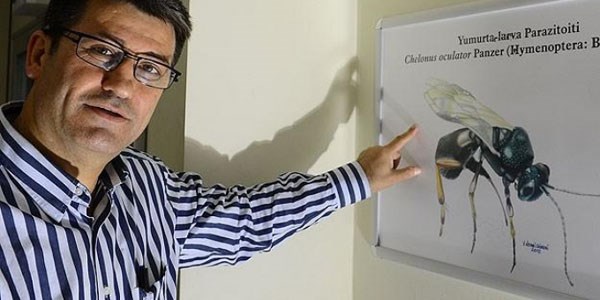 'Üniversiteli böcekler' sebzeleri koruyacak