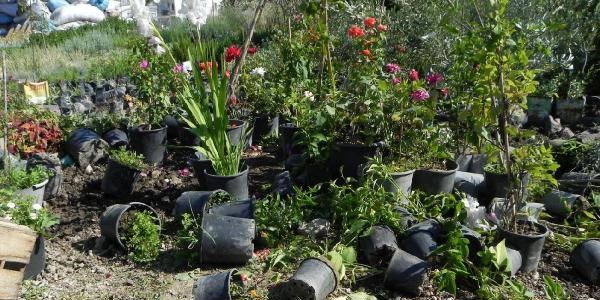 Foça'da yaban domuzu çilesi