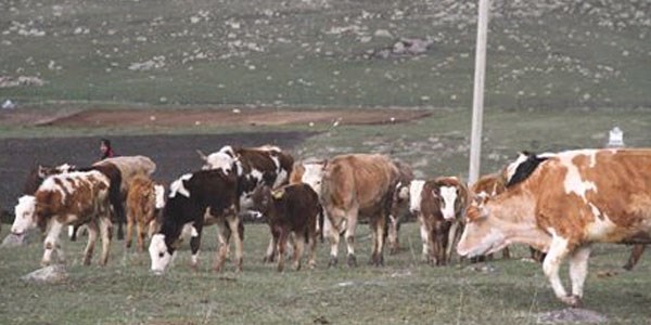 Ardahan'daki şap karantinası
