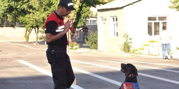 Törene eğitimli köpekler damgasını vurdu