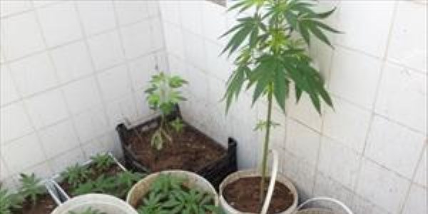 Yozgat jandarma saksıda ekili 285 kök Hint keneviri yakaladı