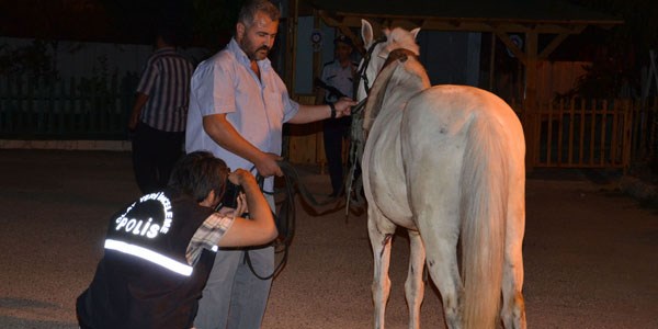 Atını ısıran köpekten şikayetçi oldu
