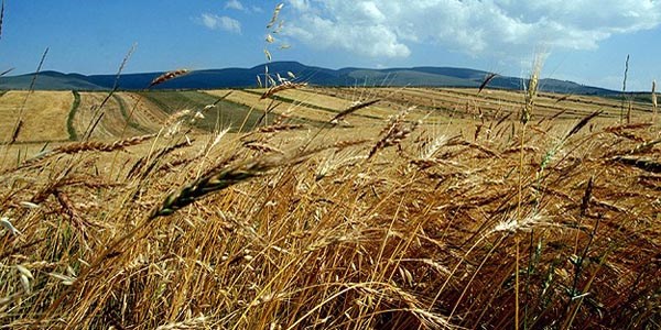 Tarım arazilerinin devrinde 'tek mirasçı' sistemi