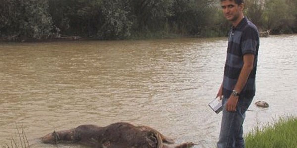 Oltu çayında ölü boğa paniği