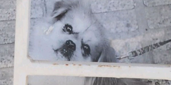 Kayıp köpeğini bulana 1000 dolar verecek
