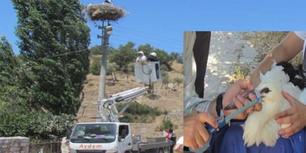 Leyleklere 'halka' taktılar